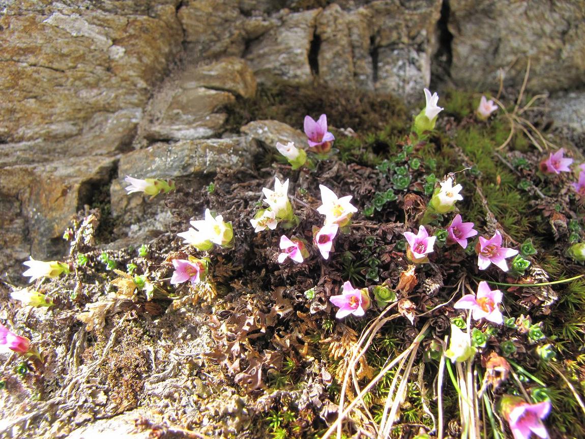 Saxifraga oppositifolia / Sassifraga a fg. opposte